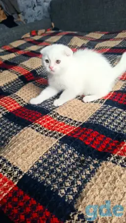 Шотландцы, фотография 1