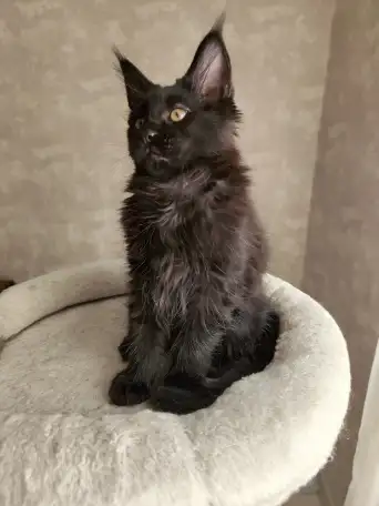 Котятa Мейн Куны из серцифицированного питомника, фотография 2