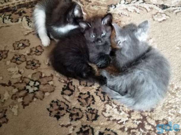 Дарю котят., фотография 1