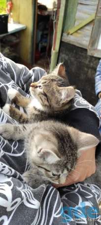 Котята ищут дом или передержку, фотография 3