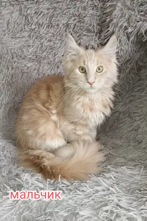 Продам котят  породы мейн-кун., фотография 2