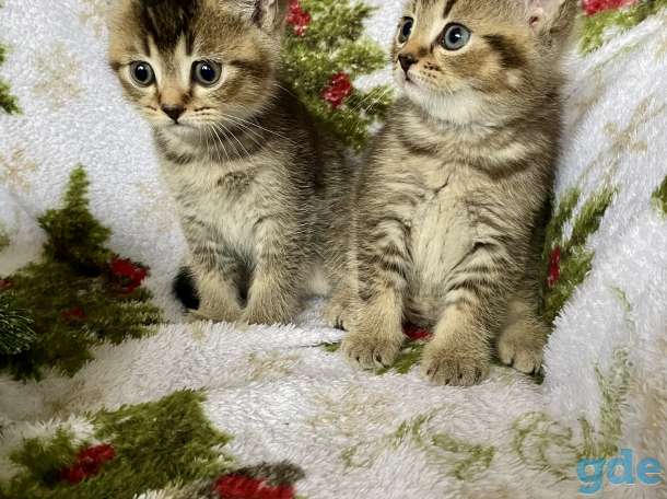 Британские котята, фотография 5