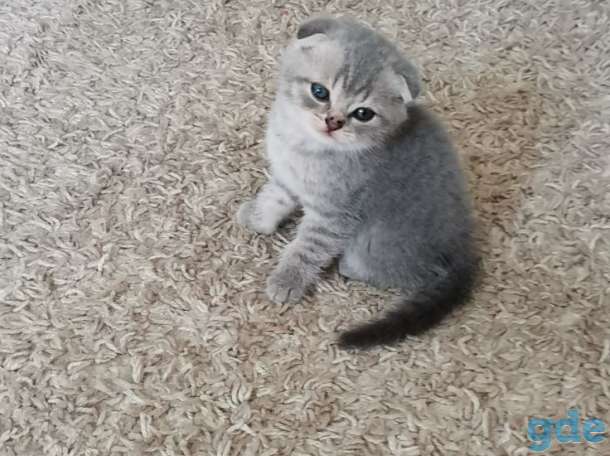 Продам породистых шатландских вислоухих котят, фотография 2