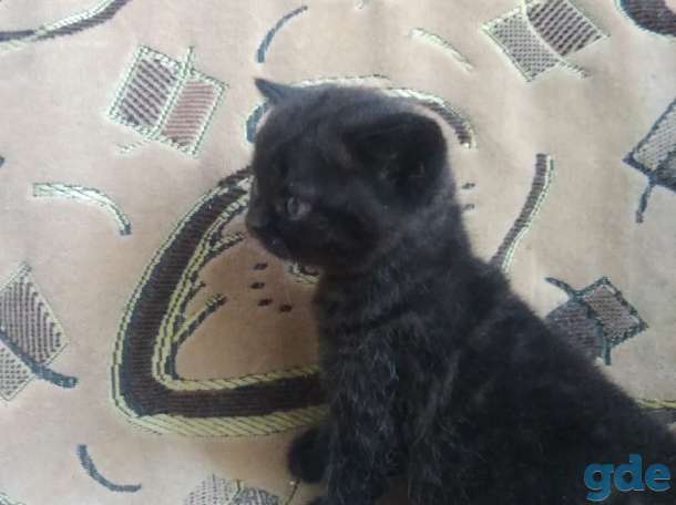 Британские котятп, фотография 5