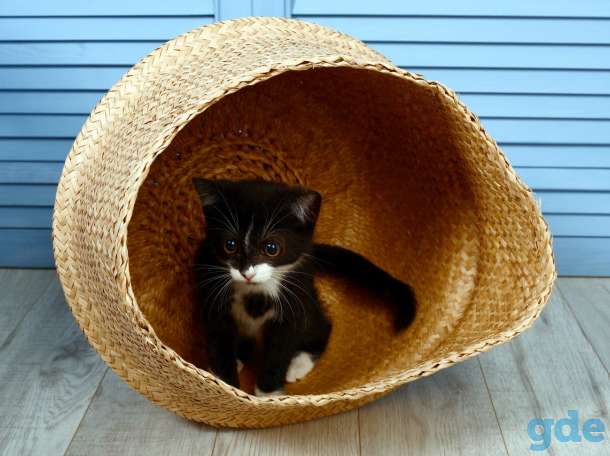 Котятка в самые добрые руки, фотография 2