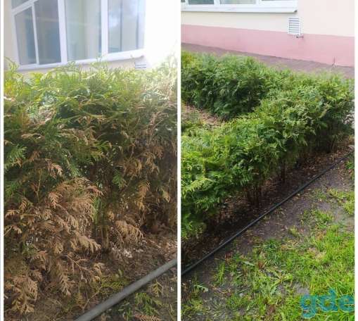 Уход за растениями. Благоустройство клумб, фотография 2