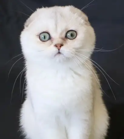 Шотландские котята, фотография 2