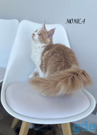 Чистокровные котята МЭЙНКУН, фотография 4