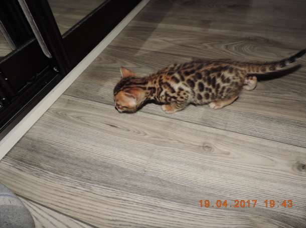 Бенгальские котята, фотография 4