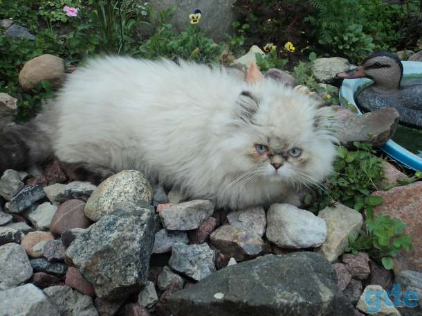 персидские котята, фотография 3