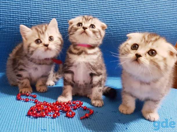 шотландские котята, фотография 6