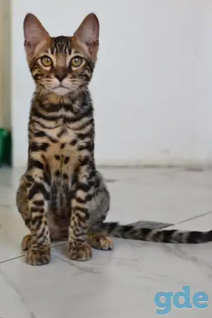 Бенгальские котята, фотография 2