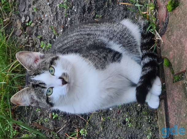 Милые котики ищут дом, 4 месяца, фотография 5
