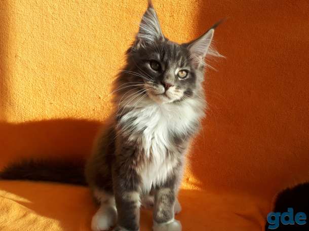 Еще совсем котёнок  , 3,5 мес., фотография 2