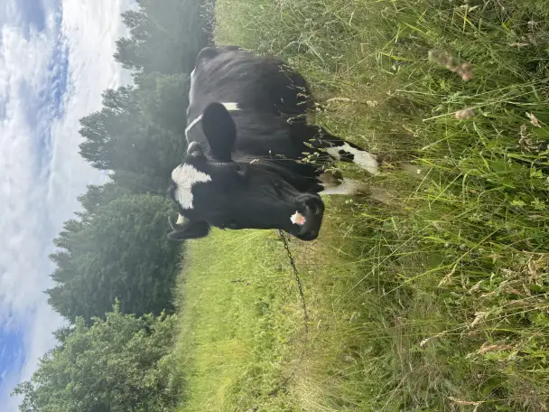 Продам телку, фотография 1