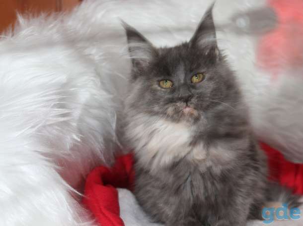 котята, фотография 5
