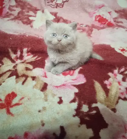Шотландский котик, фотография 1