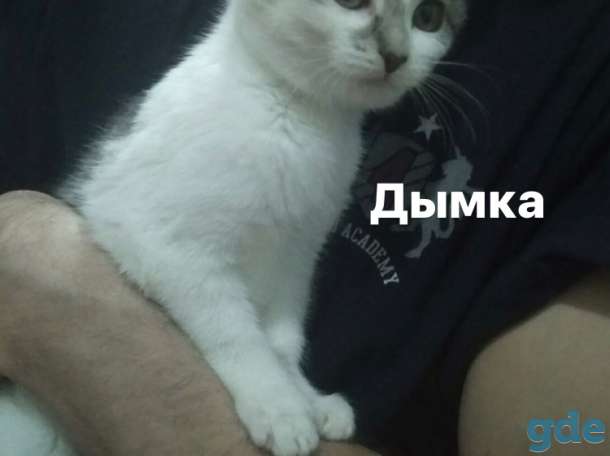 Котята в дар, фотография 2