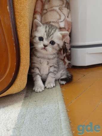Продам котят, фотография 1