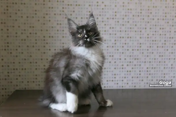 Котёнок Мейн-кун мальчик, фотография 6