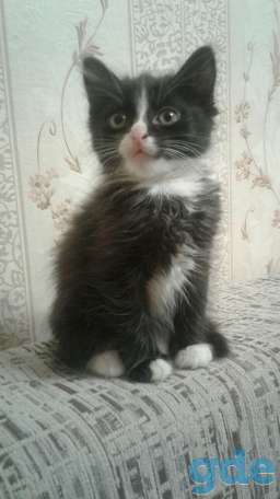 Котёнок, фотография 1