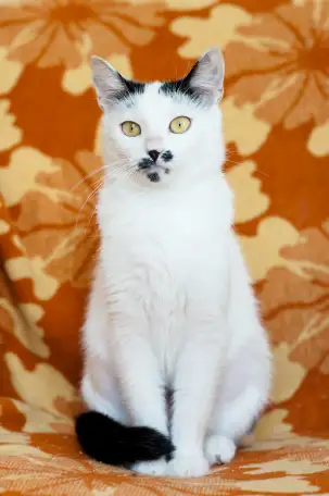 Ласкова и нежная кошечка Бусинка, фотография 2