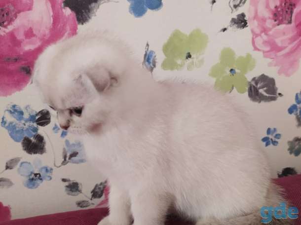 Шотландские котята, фотография 2