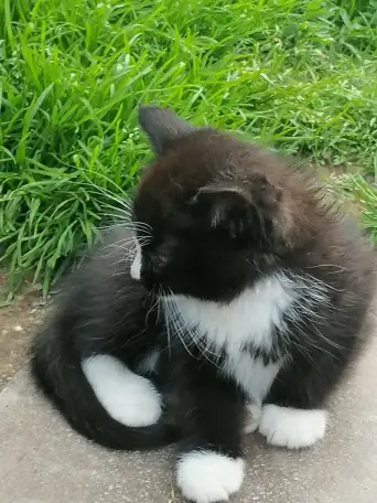 Котята ищут дом, фотография 2
