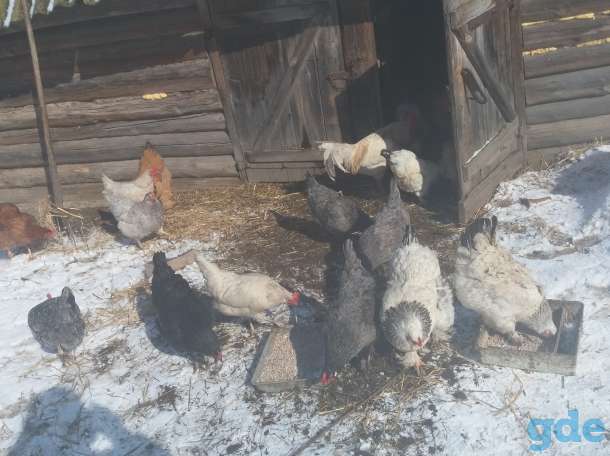 Продам ИЯ. Цыплята., фотография 7