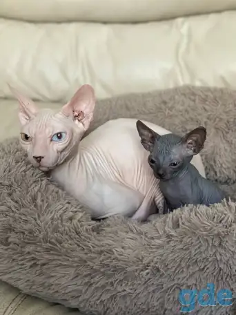 Котята канадского сфинкса, фотография 4