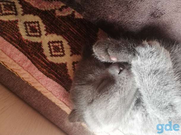 Шотландские вислоухие котята, фотография 3