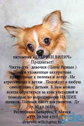 питомник «ДВАРВЕН ВИЛИЧ» Предлагает!  Чихуахуа  мальчики и девочки, фотография 1