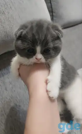Котятки, фотография 1