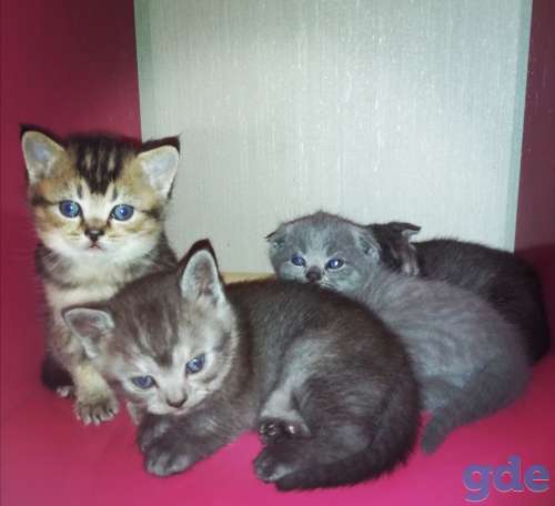 Продаются шотландские котята, фотография 9