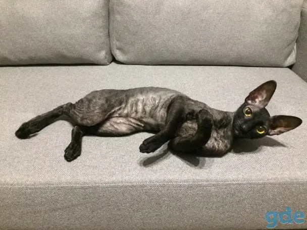Корниш-рекс котята, фотография 10