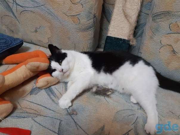 Кошечка ищет дом, фотография 1