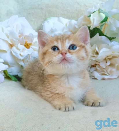 ЗОЛОТАЯ ШИНШИЛЛА шотландские котята, фотография 7