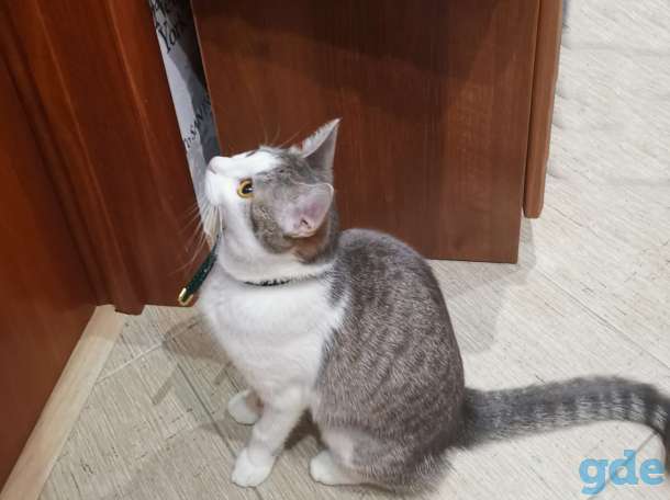 Кошечка подросток ищет добрых мам пап, фотография 1