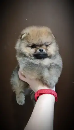 Померанский шпиц, щенки. Мини мишки, фотография 3