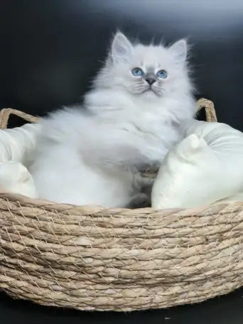 Котята от питомника Невский Шарм, фотография 3
