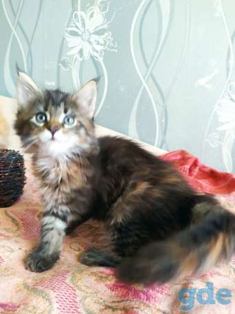 Мейн кун котята, фотография 2