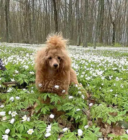 Той пуделя, фотография 9