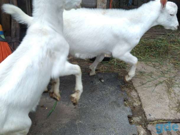 Продам козлят, фотография 3