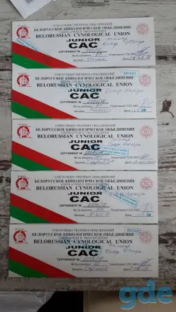 Щенки самоеда, фотография 6