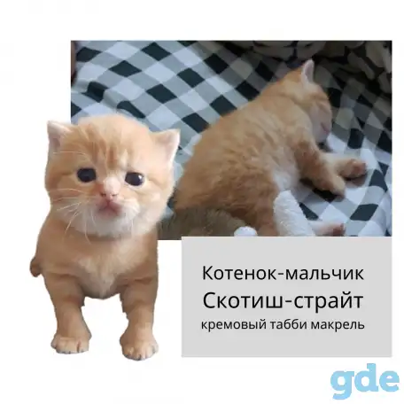 Продам шотландских  котят, фотография 2