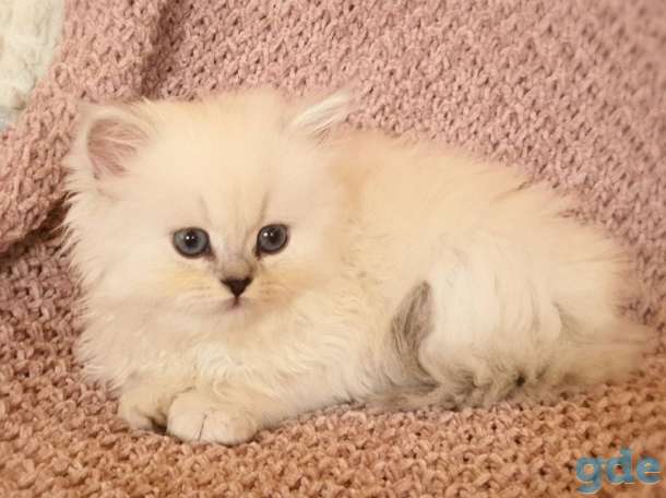 Британские котята, фотография 2