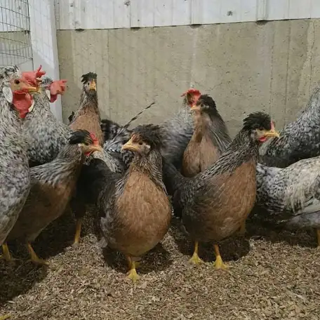Продам кур несушек, фотография 1