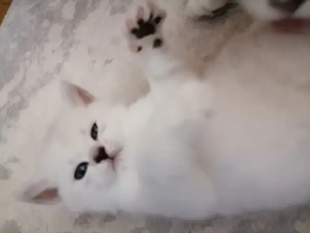 Британские котята, фотография 2