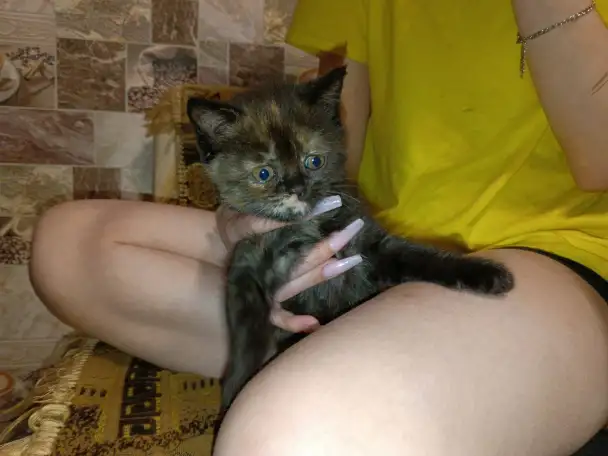 Британский котенок-девочка черепашьего окраса, фотография 7