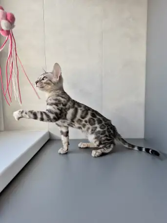 Бенгальские котята, фотография 6